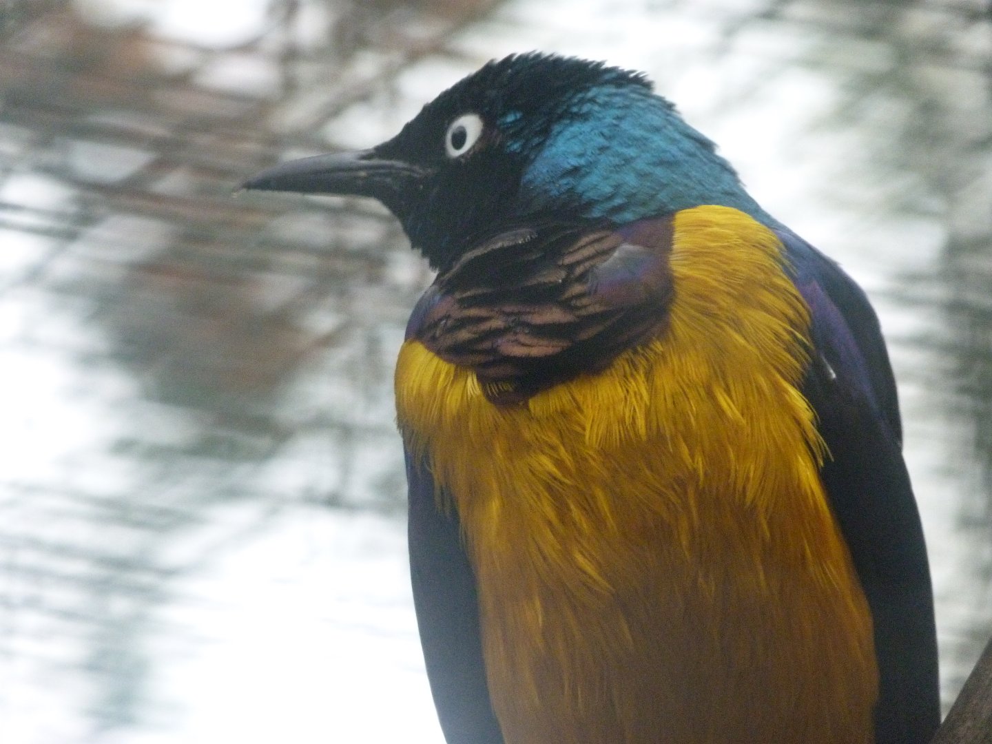 Golden-breasted starling -Zoologischer Garten Berlin (2024)
