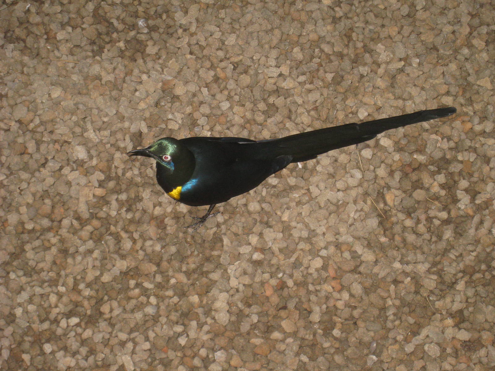 Golden-breasted Starling