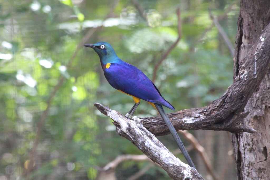 Golden-breasted Starling