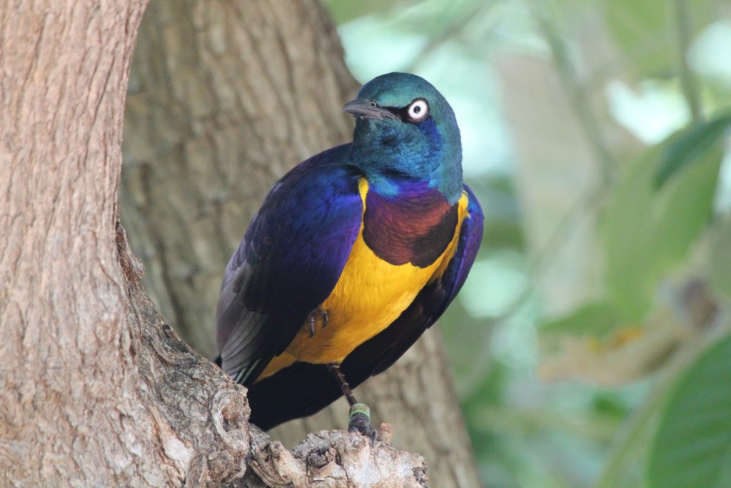 Golden-breasted Starling
