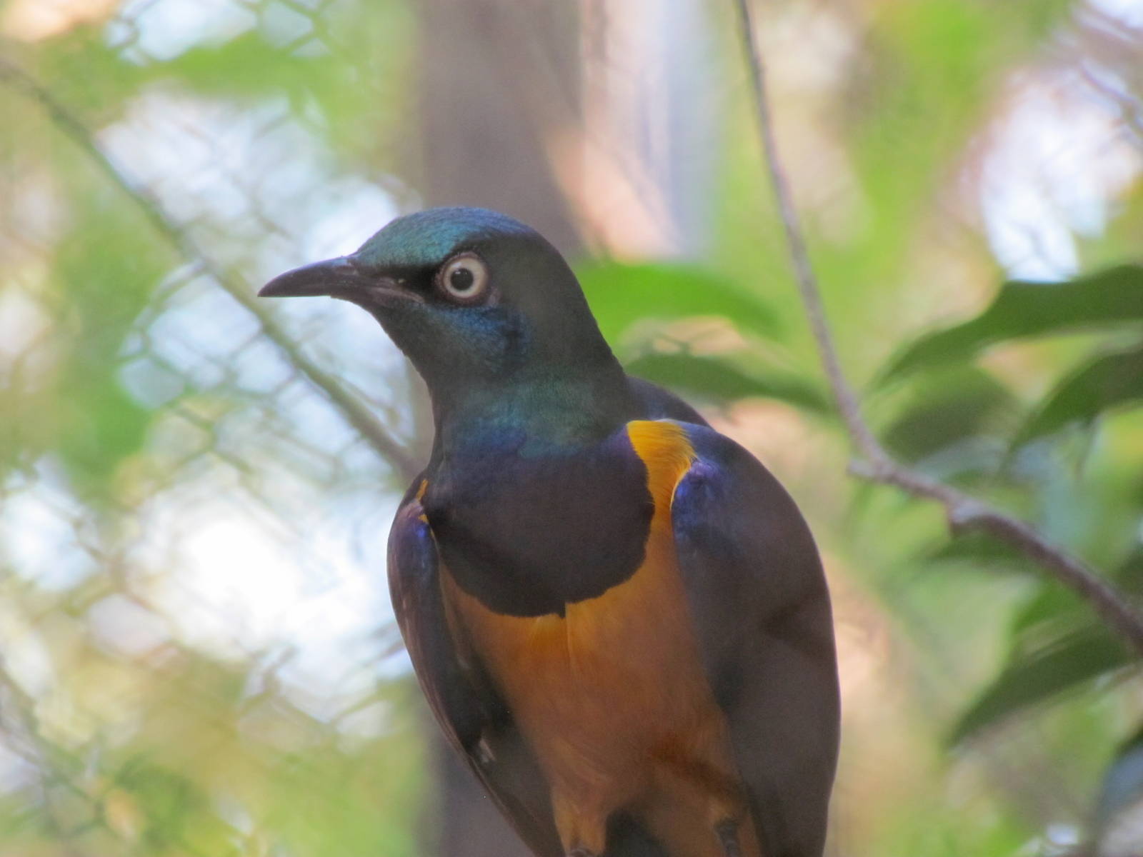 Golden-breasted Starling
