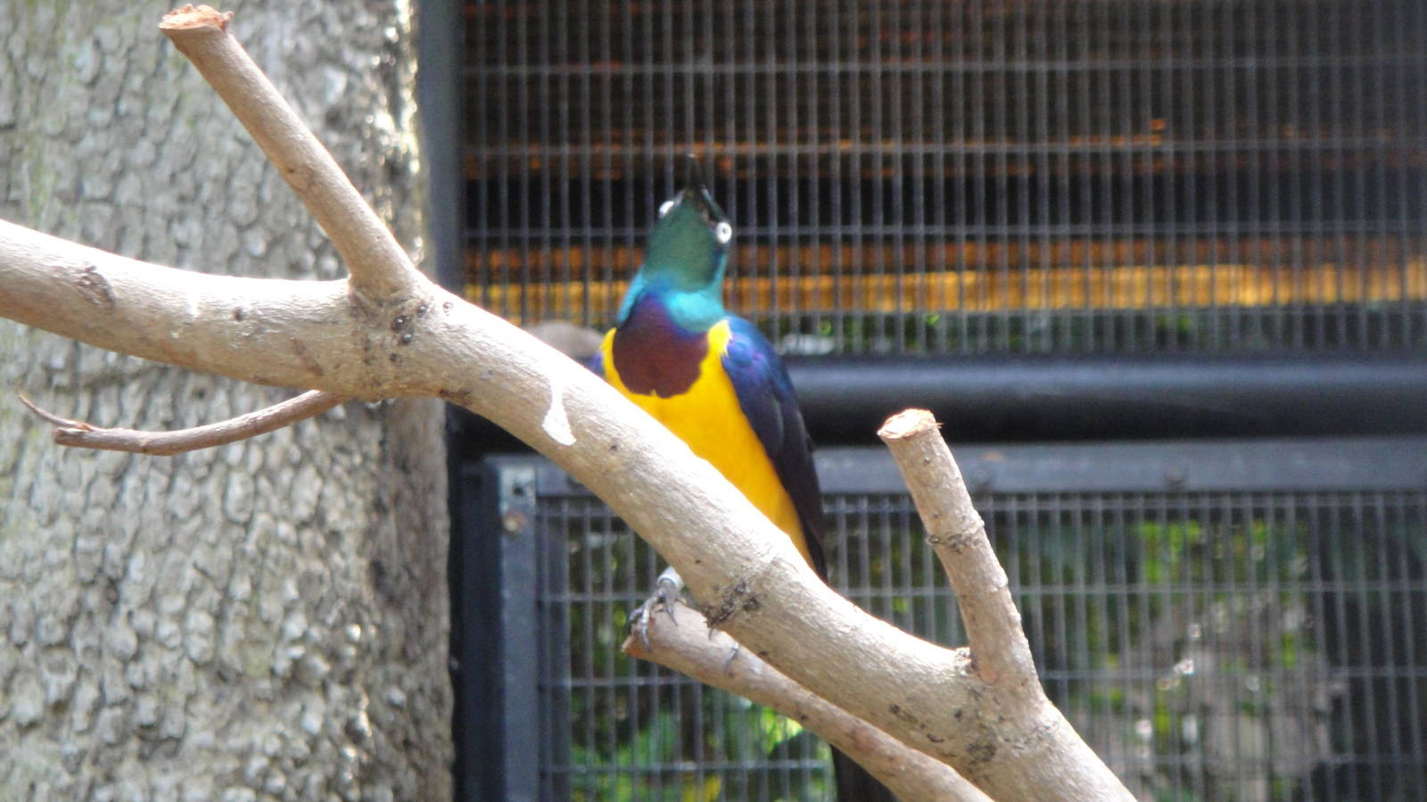 Golden-breasted Starling