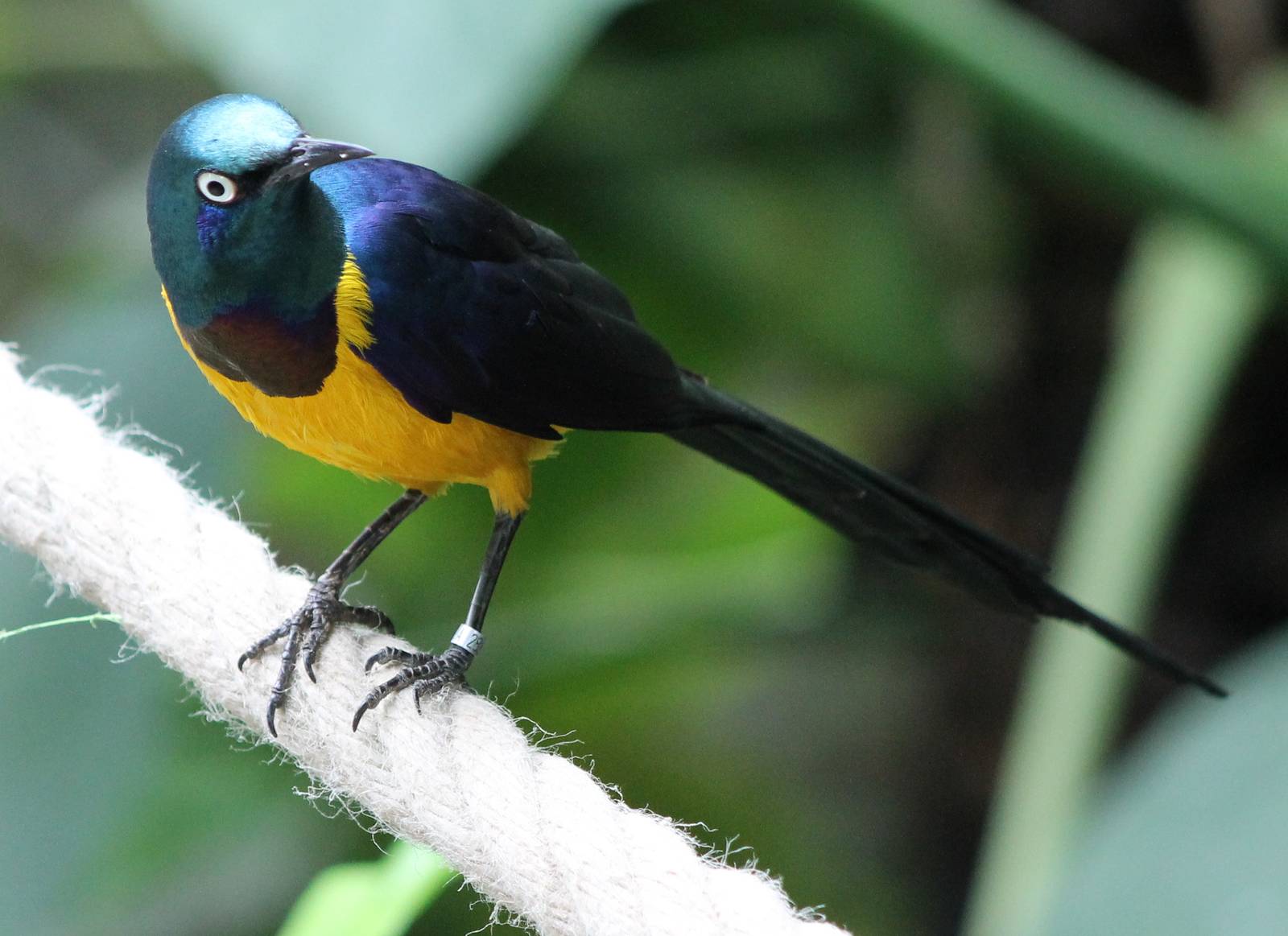 Golden-breasted starling