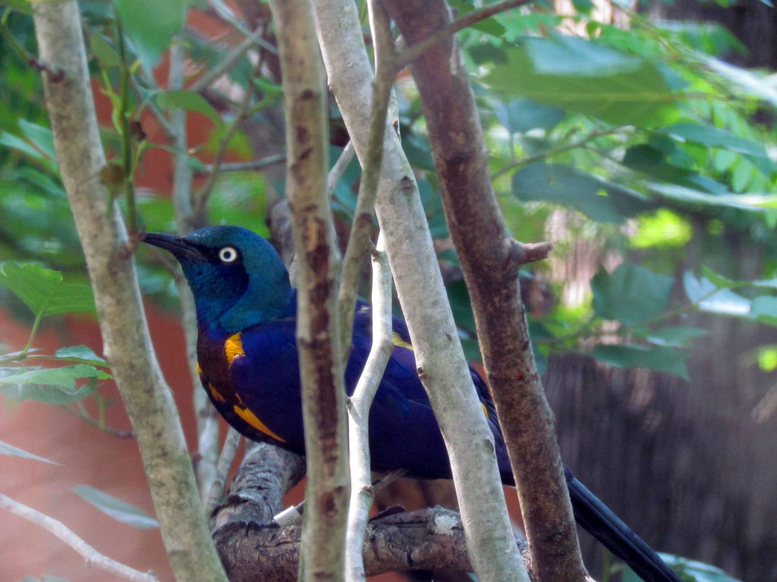 Golden-Breasted Starling