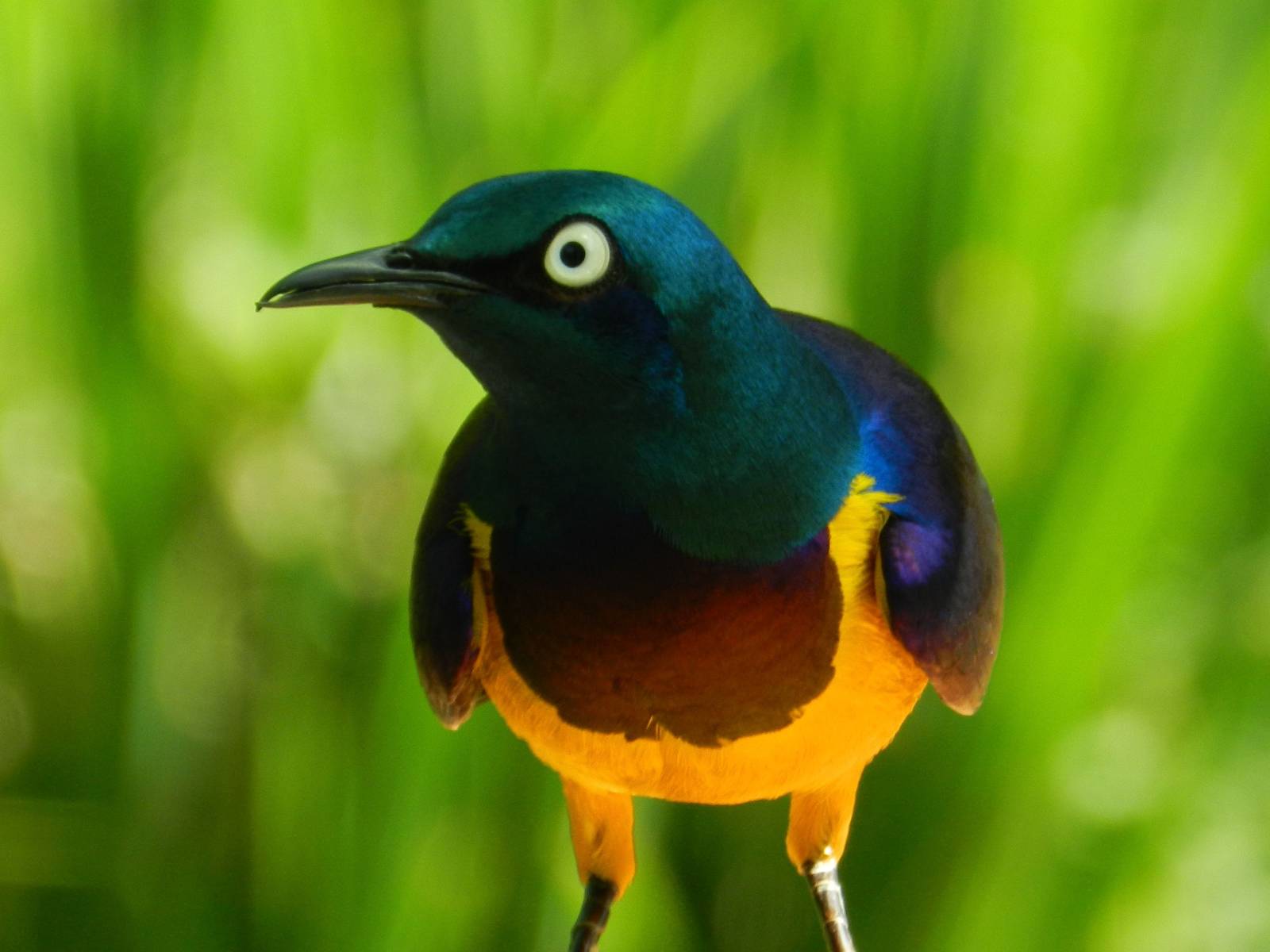 Golden-breasted Starling