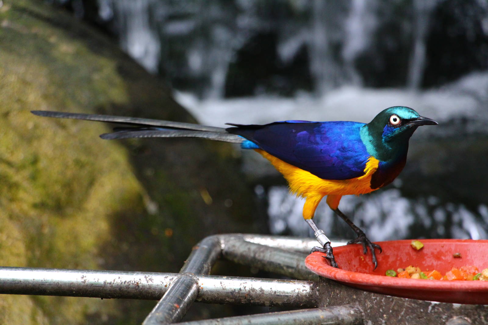 Golden-breasted Starling