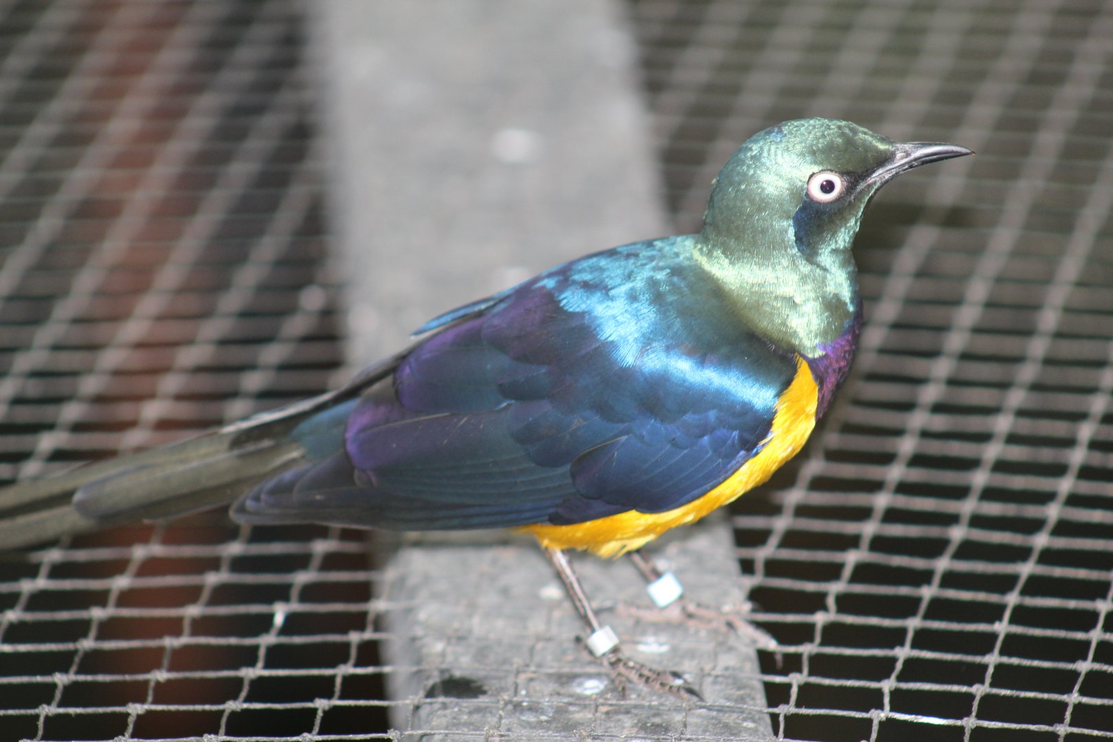 Golden-Breasted Starling