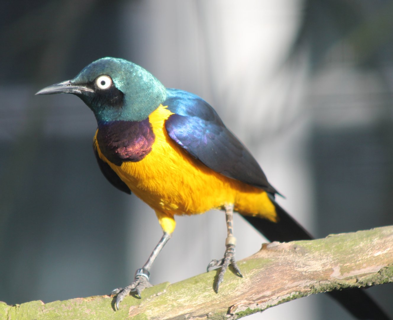 Golden-breasted starling