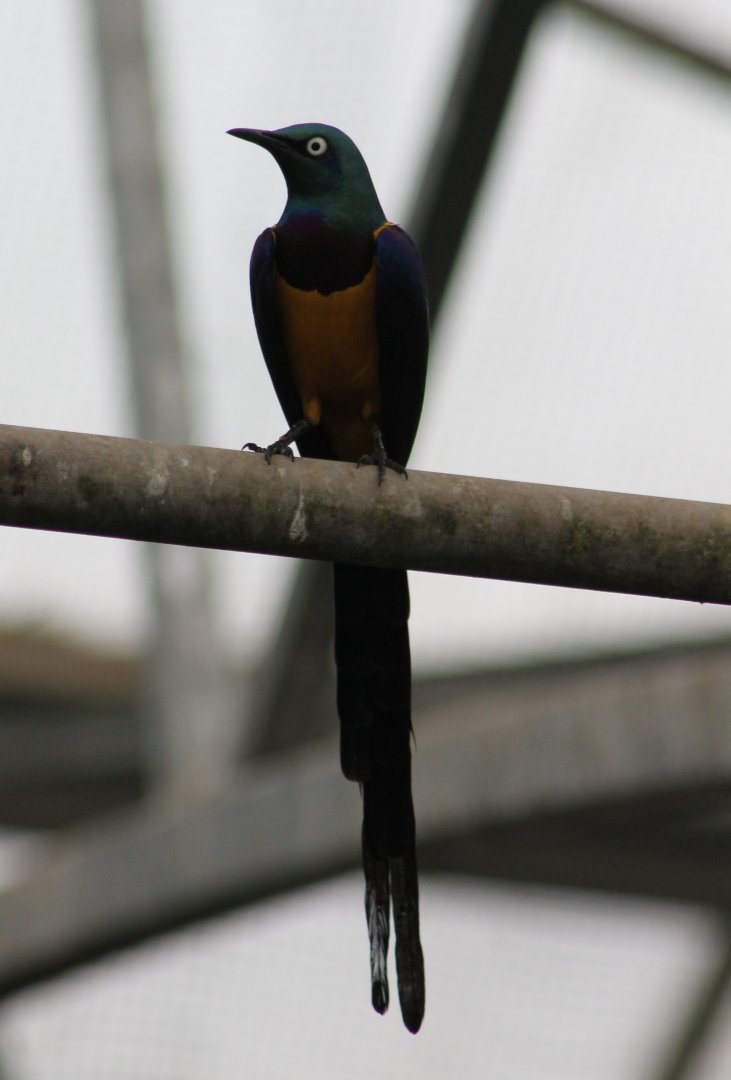 Golden-breasted starling