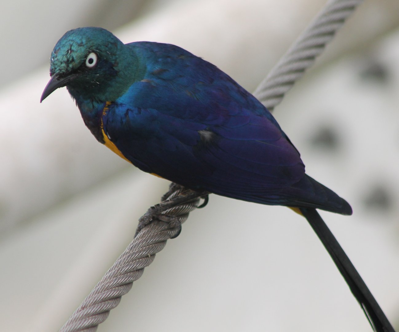 Golden-breasted starling