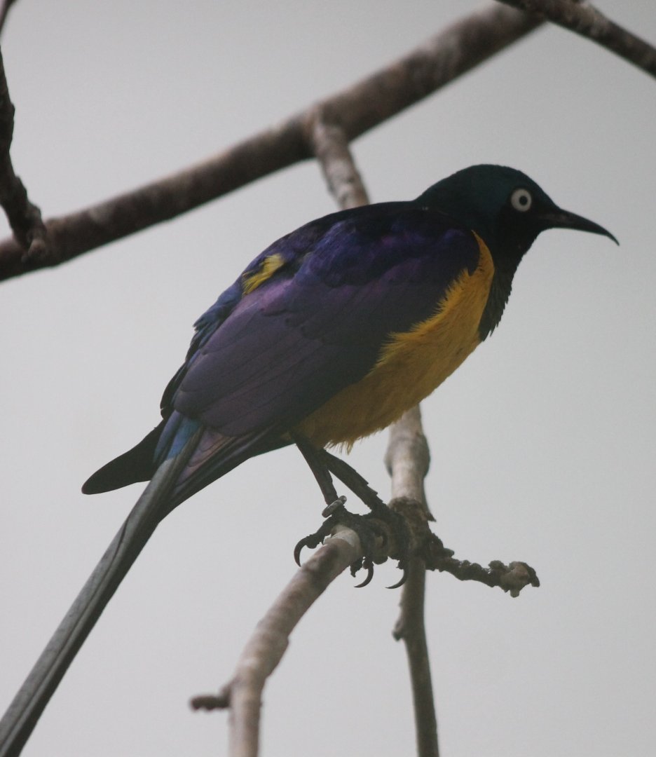 Golden-breasted starling