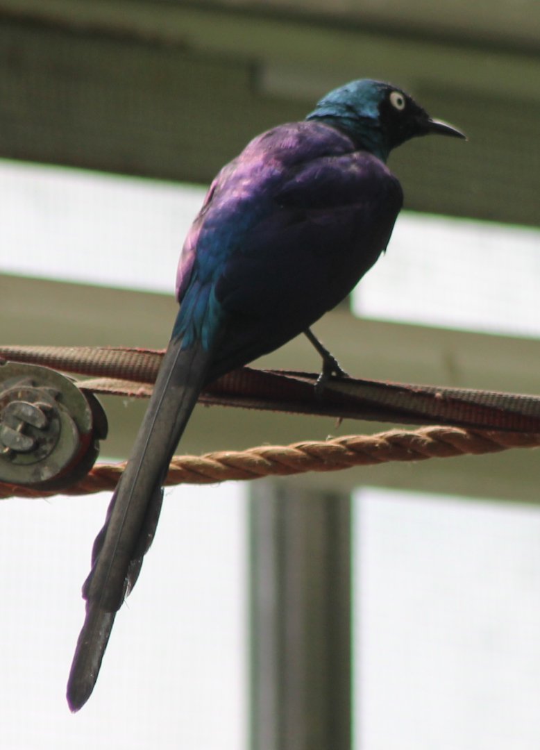 Golden-breasted starling