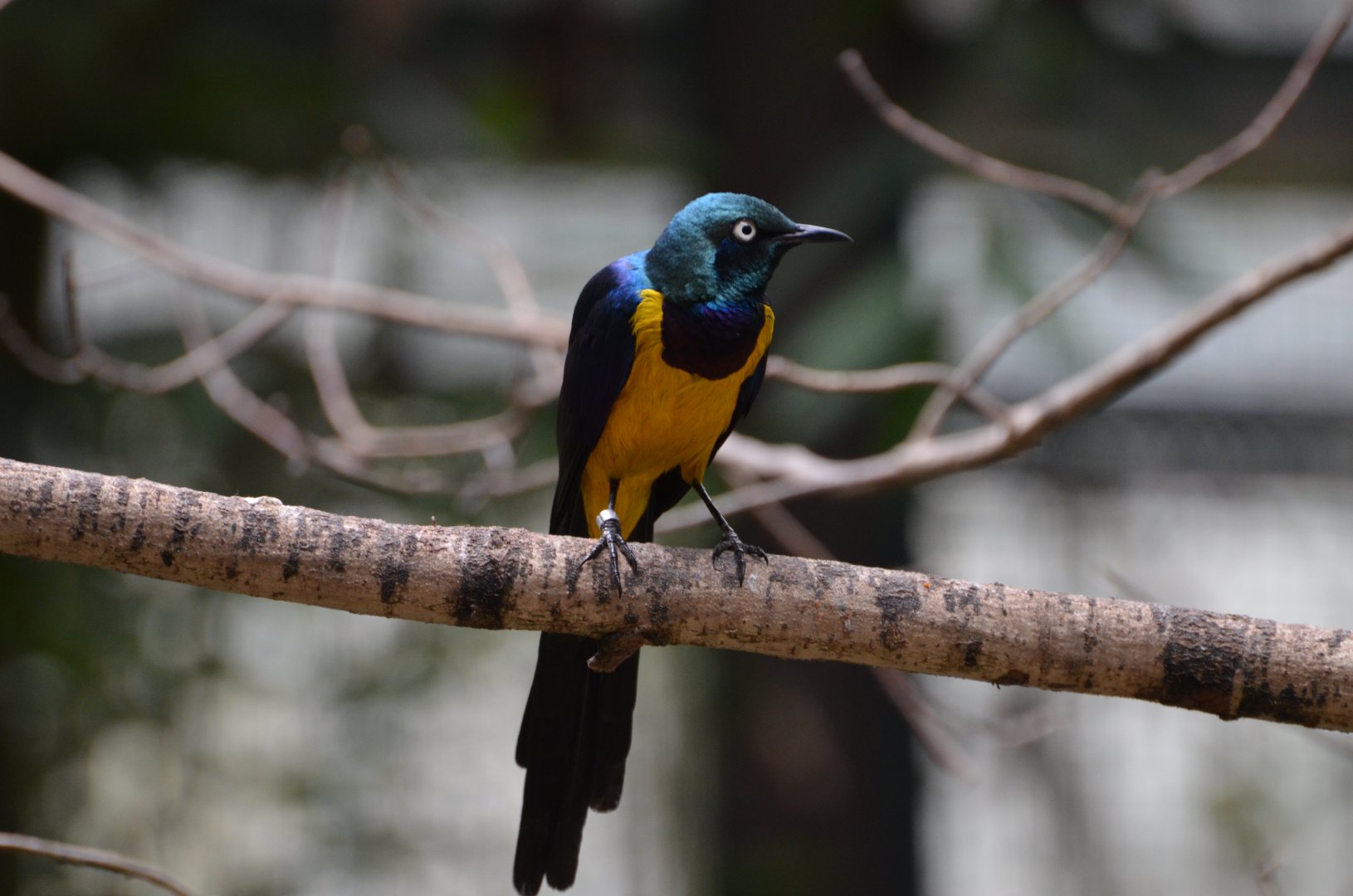 Golden-breasted starling