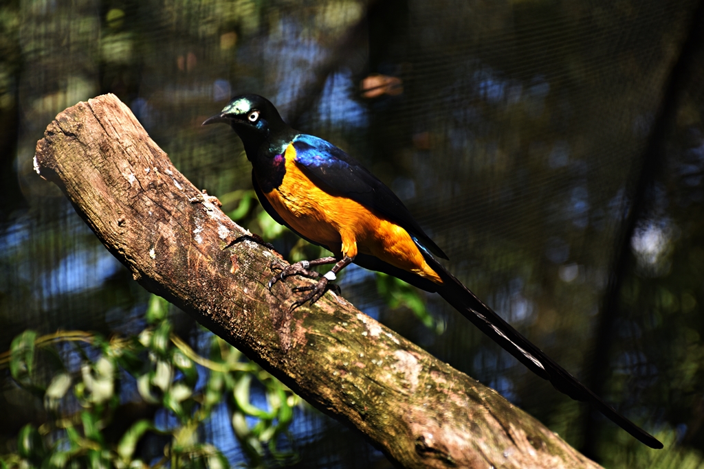 Golden-breasted starling