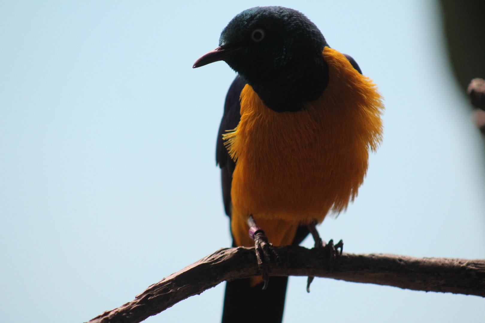 Golden-Breasted Starling