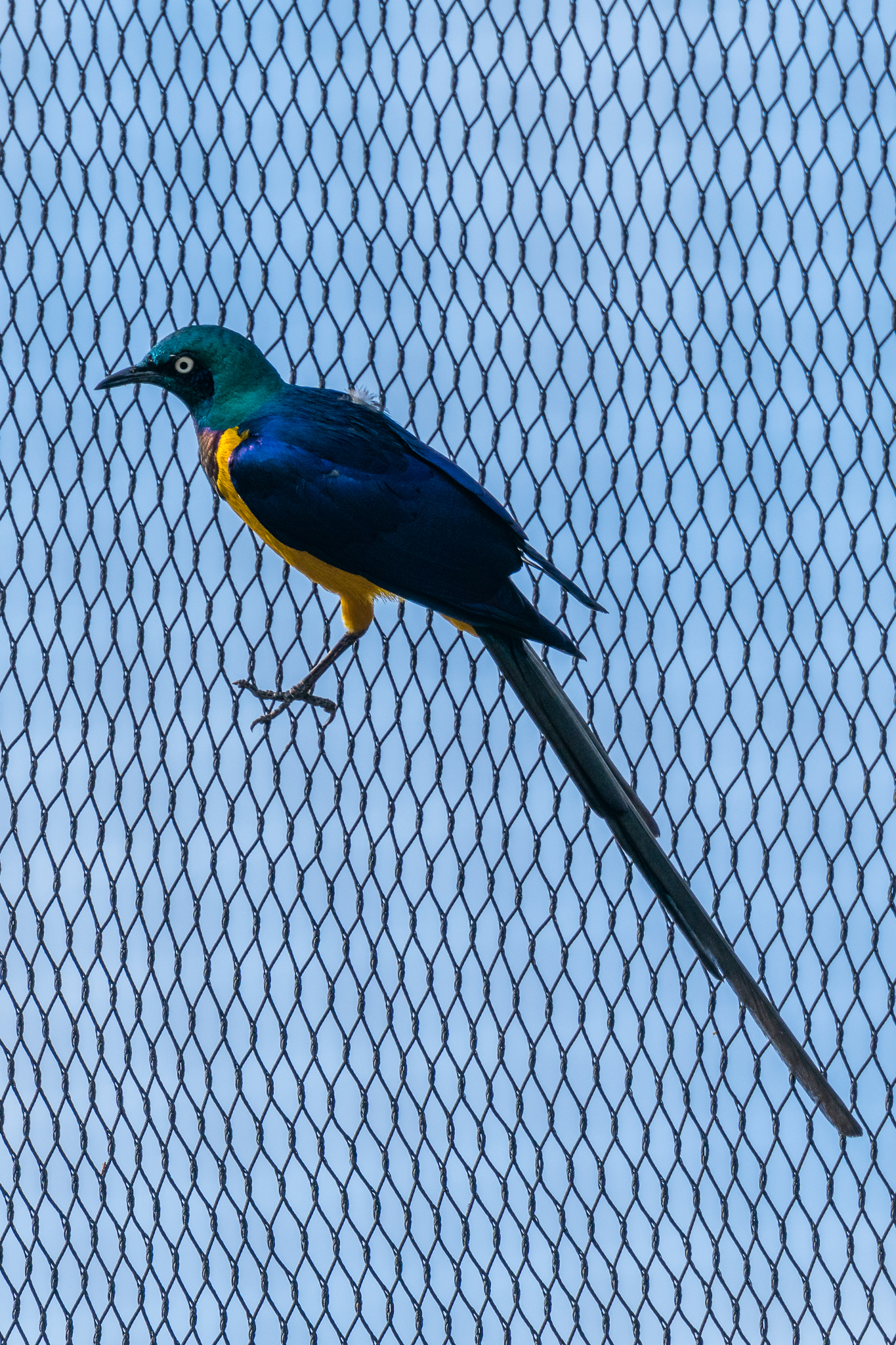 Golden-Breasted Starling
