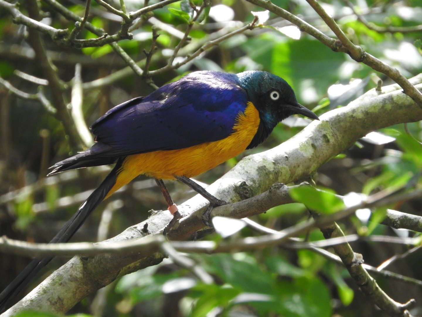 Golden-breasted Starling
