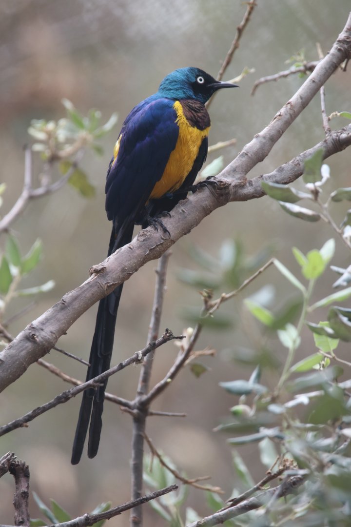 Golden-breasted starling