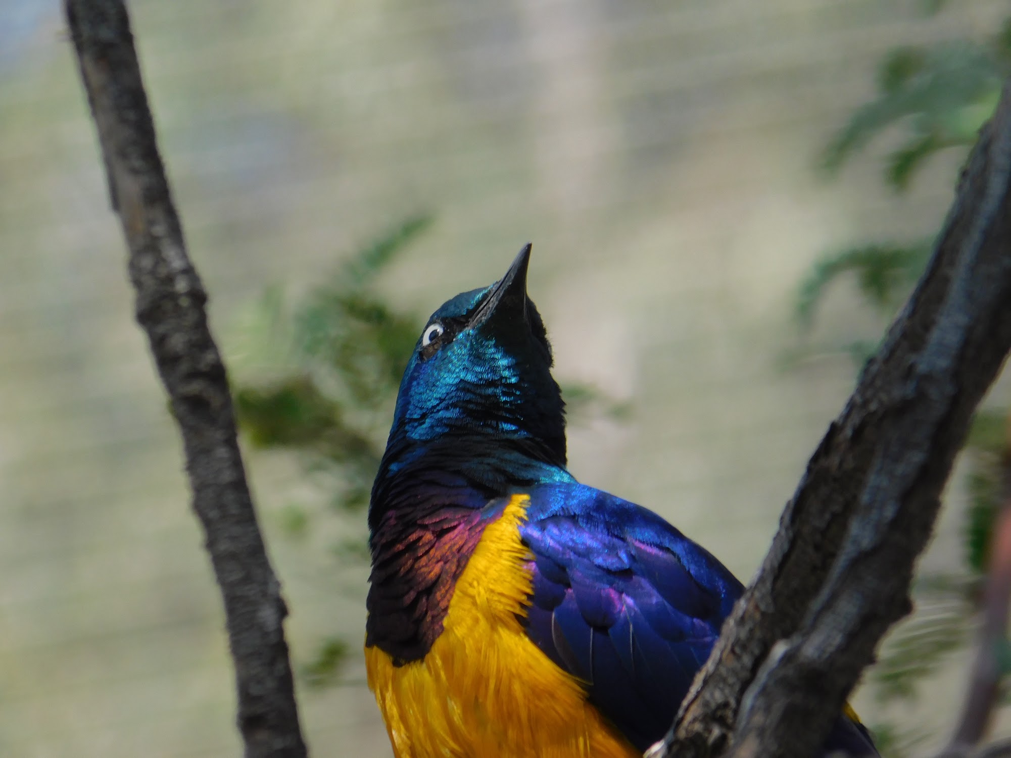 Golden Breasted Starling