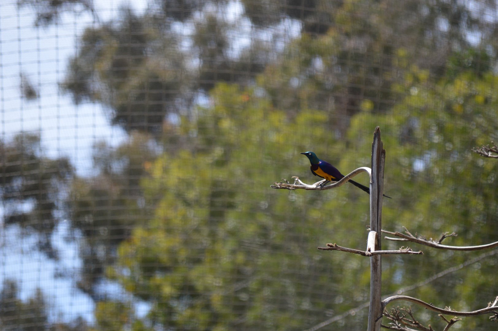 Golden-Breasted Starling