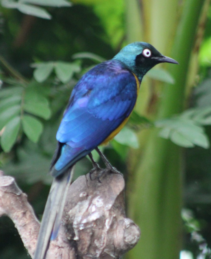 Golden-breasted starling