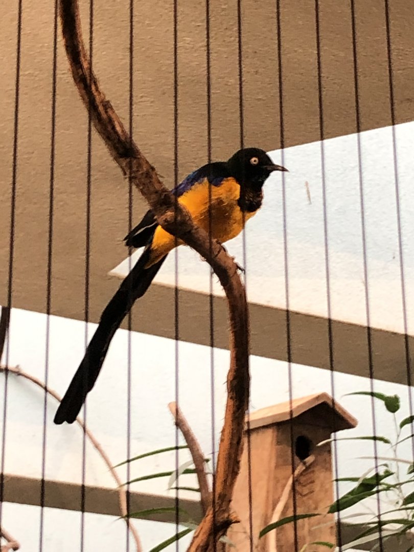 Golden-Breasted Starling