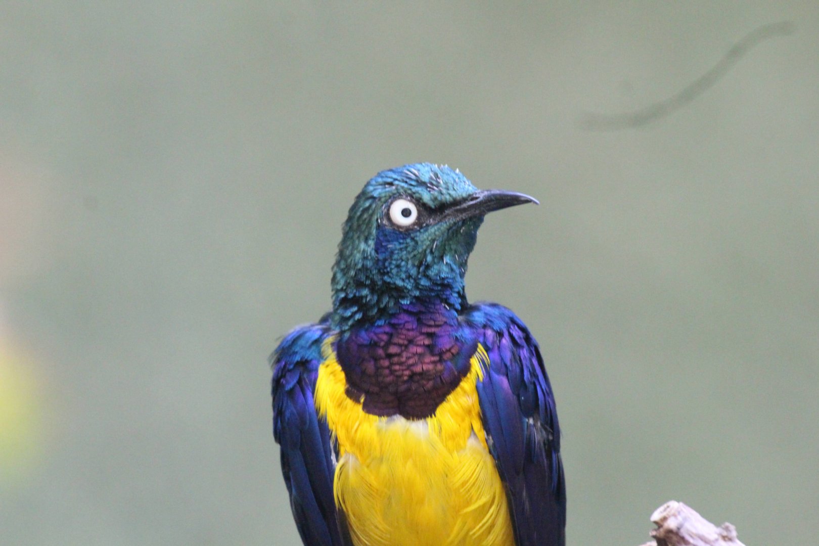 Golden-breasted Starling