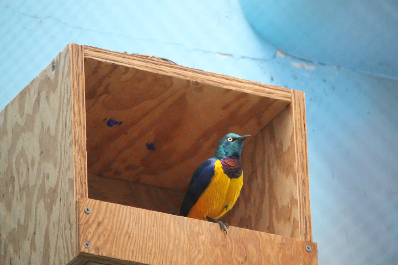 Golden-breasted starling