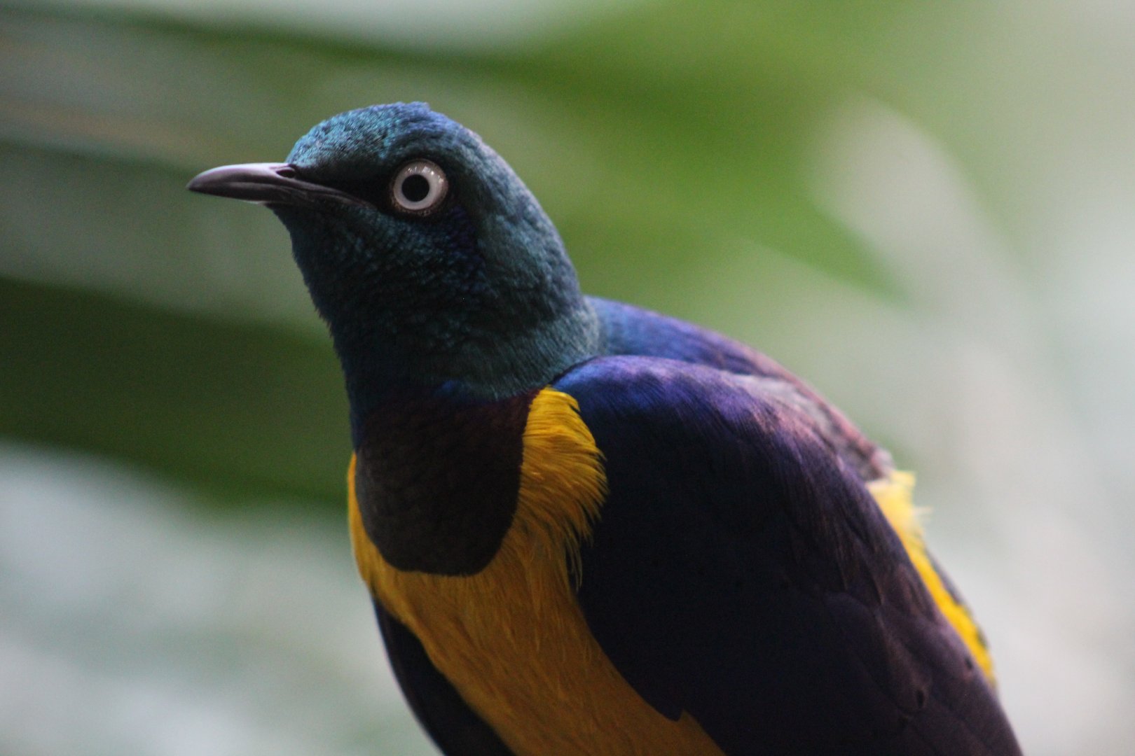 Golden-Breasted Starling