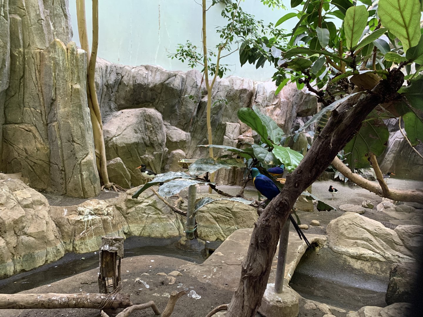 Golden-breasted Starling