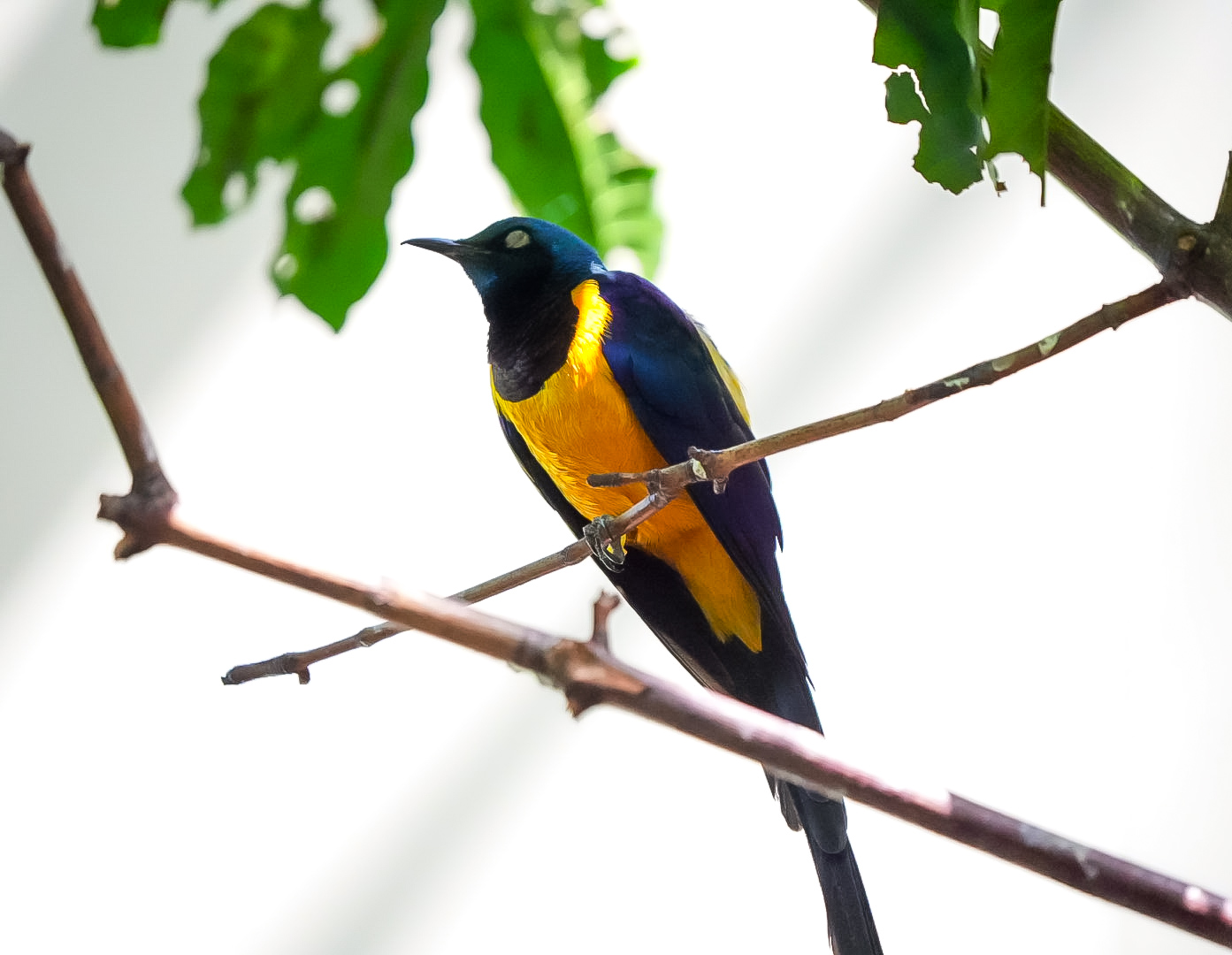 Golden Breasted Starling