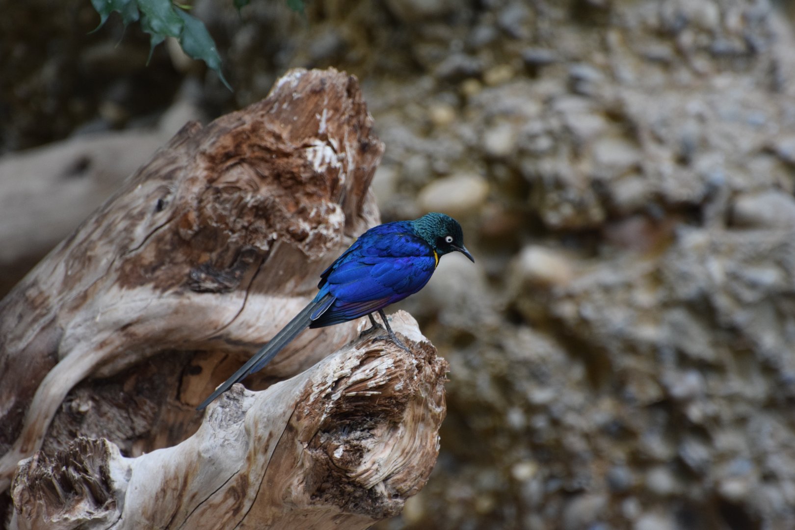 Golden-breasted starling
