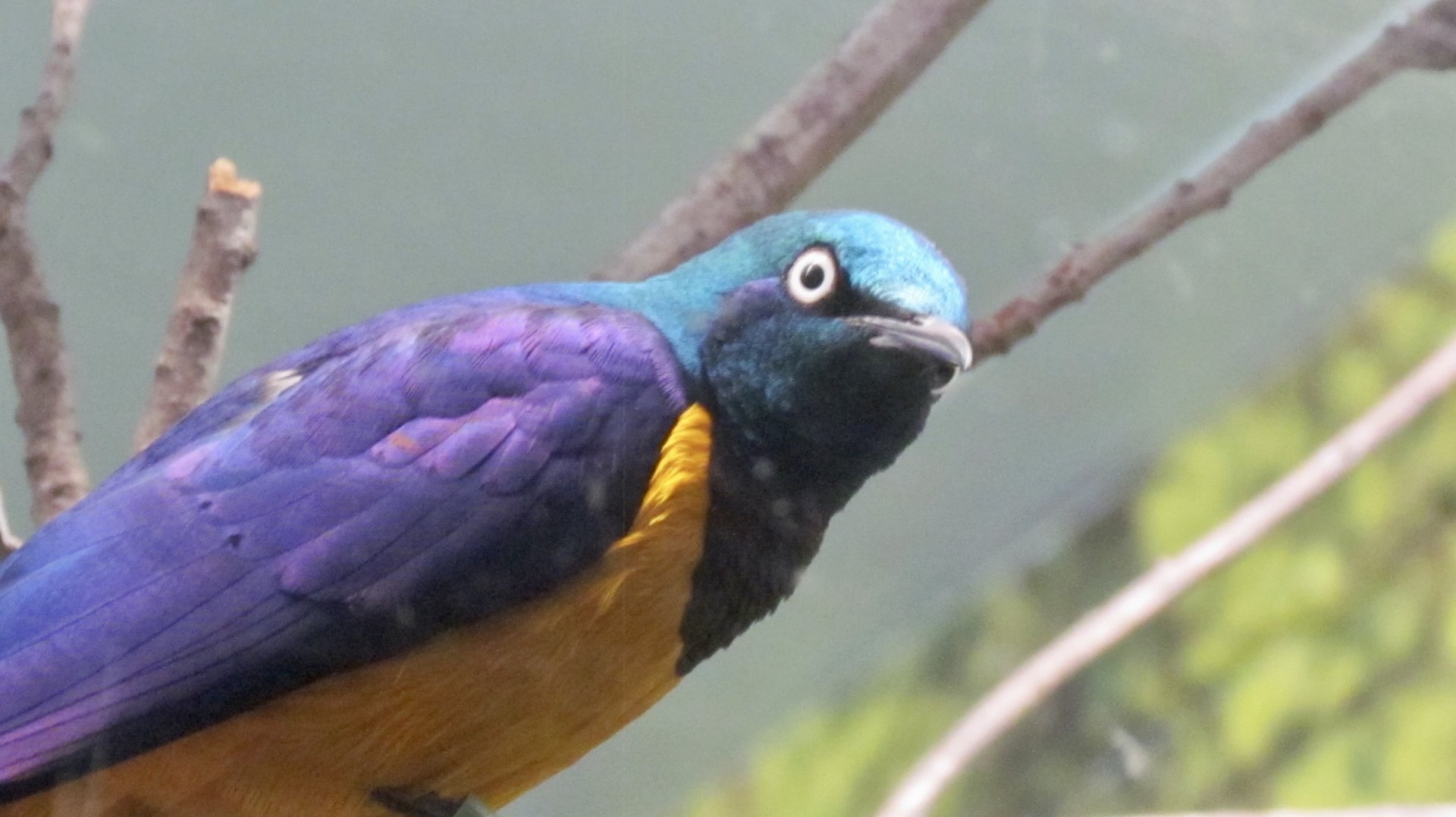 Golden-breasted Starling