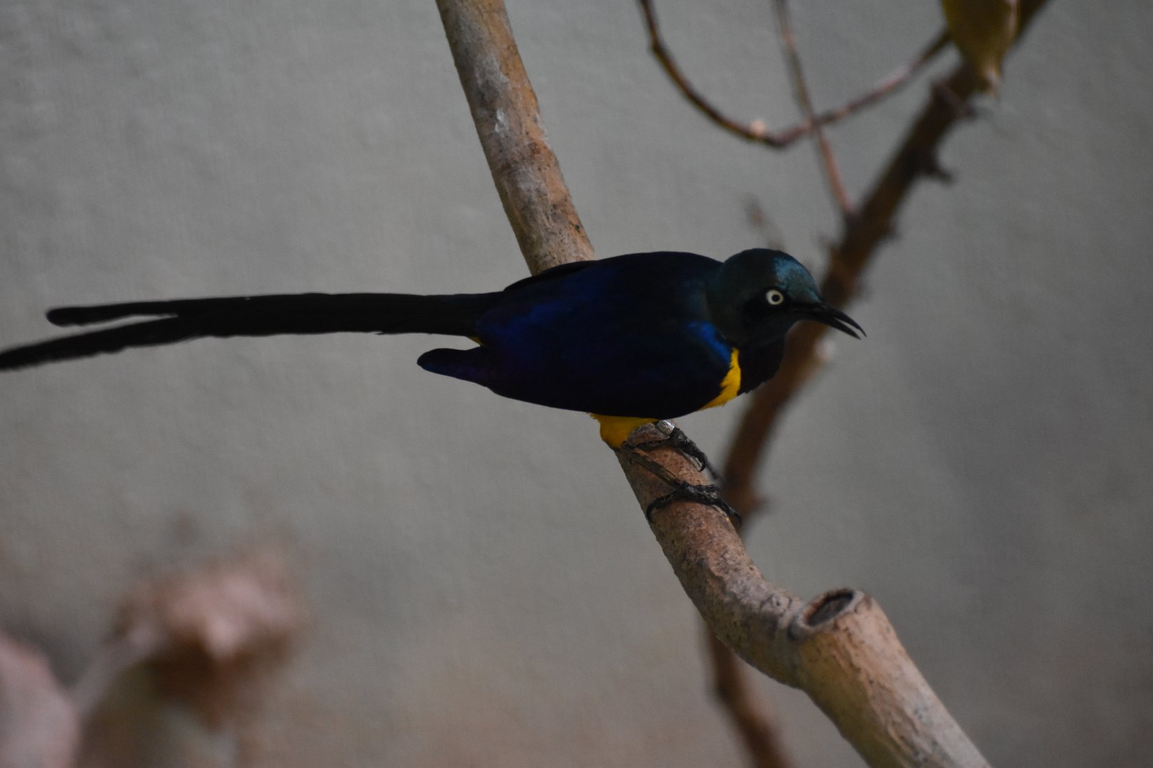 Golden Breasted Starling
