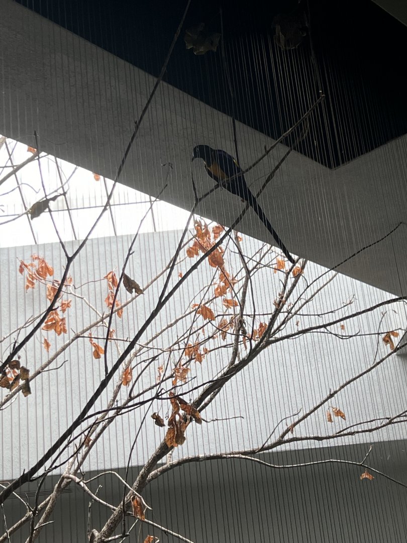 Golden-Breasted Starling