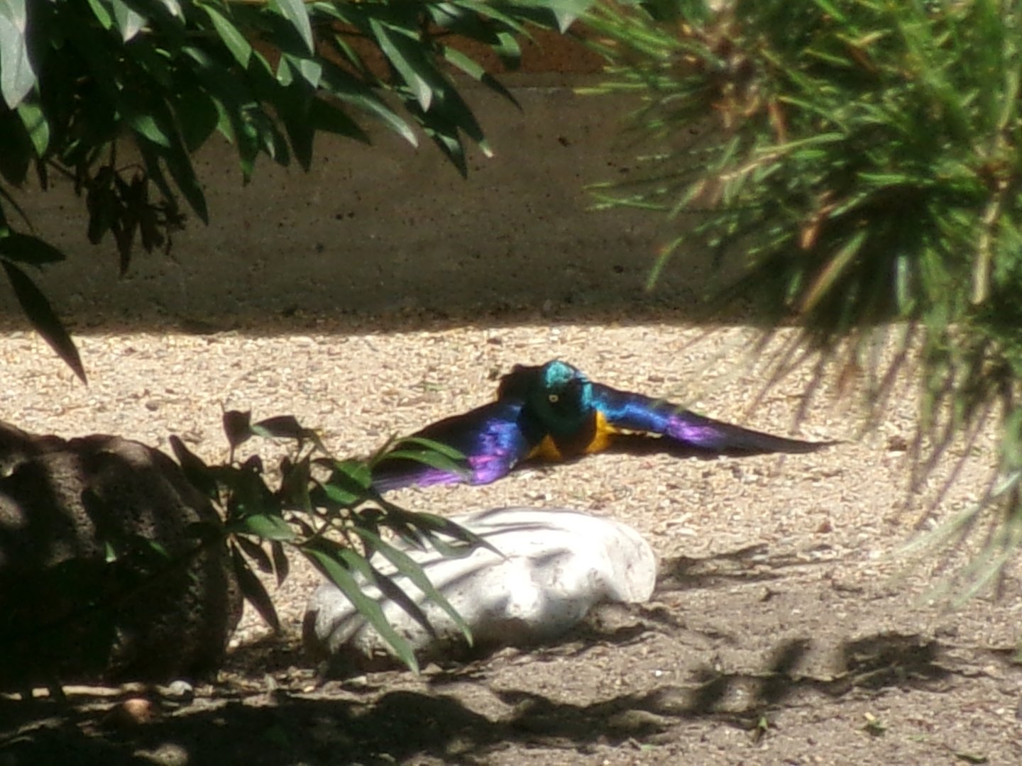 Golden-breasted starling