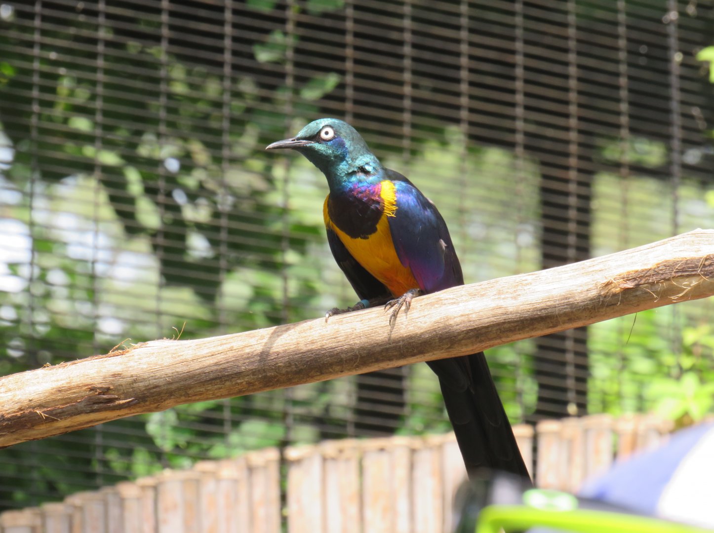 Golden-breasted starling