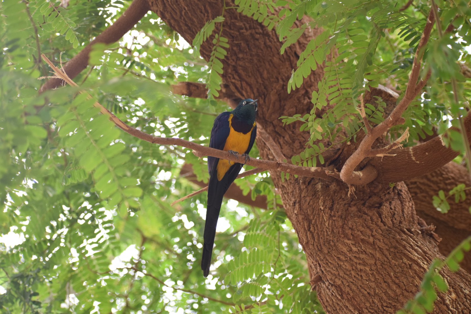 Golden-breasted starling