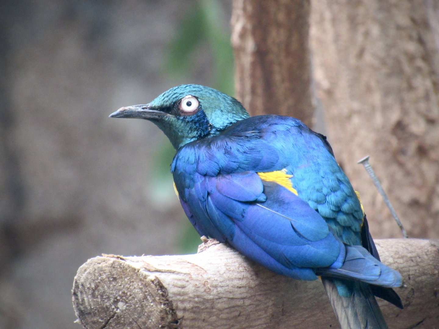 Golden-breasted starling