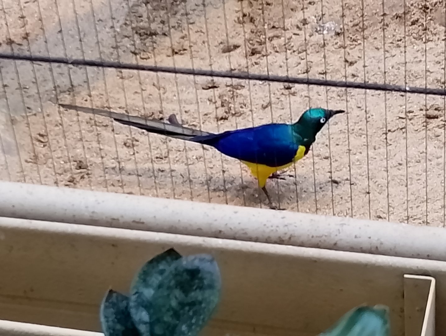 Golden-breasted starling