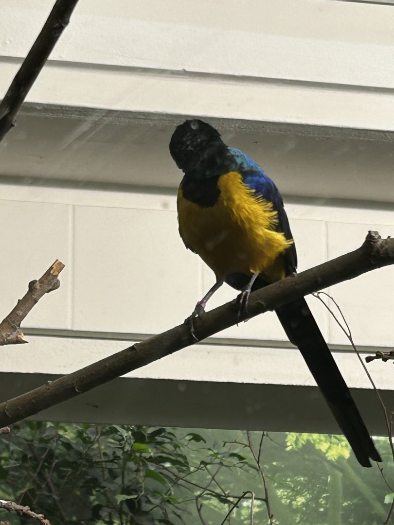 Golden-breasted starling