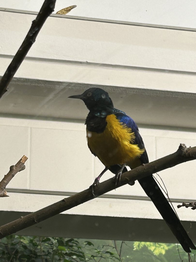 Golden-breasted starling