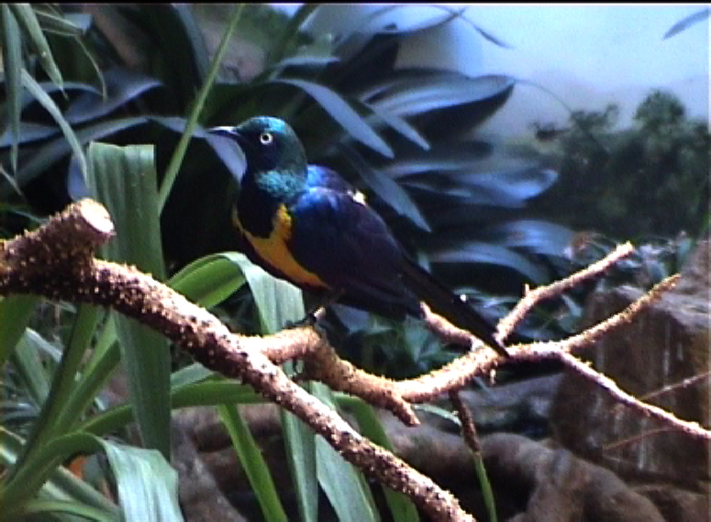Golden breasted starling