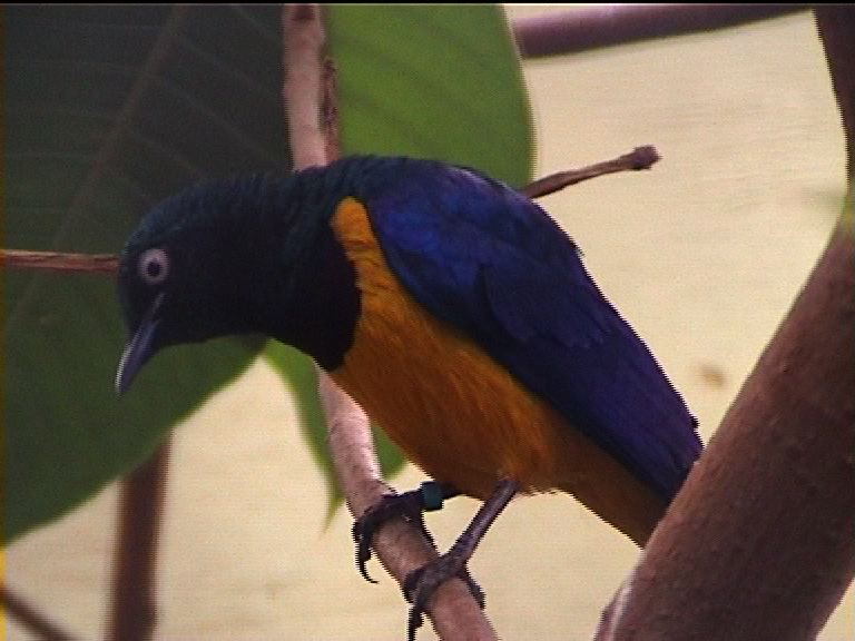 Golden breasted starling