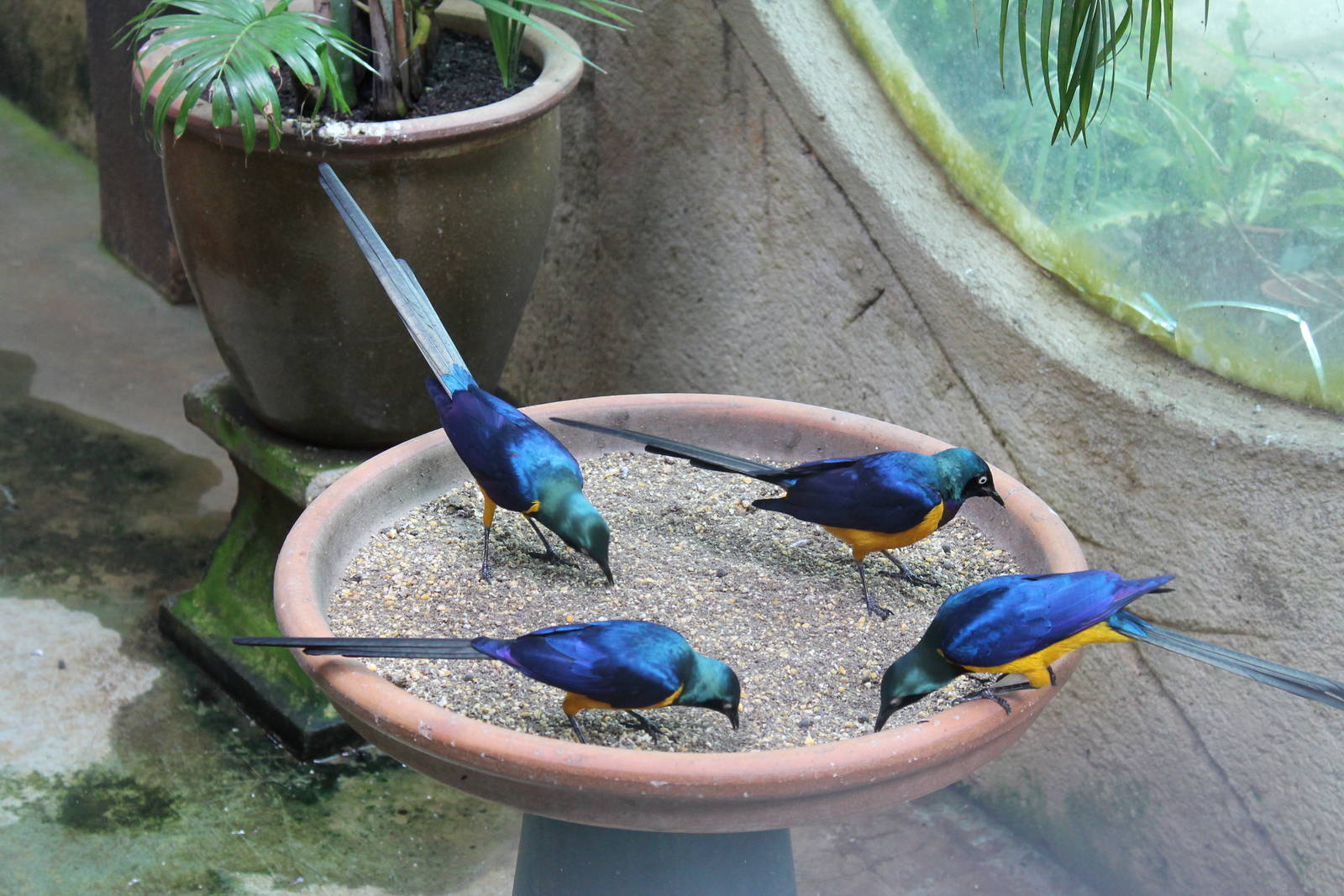 golden-breasted starlings (Lamprotornis regius)