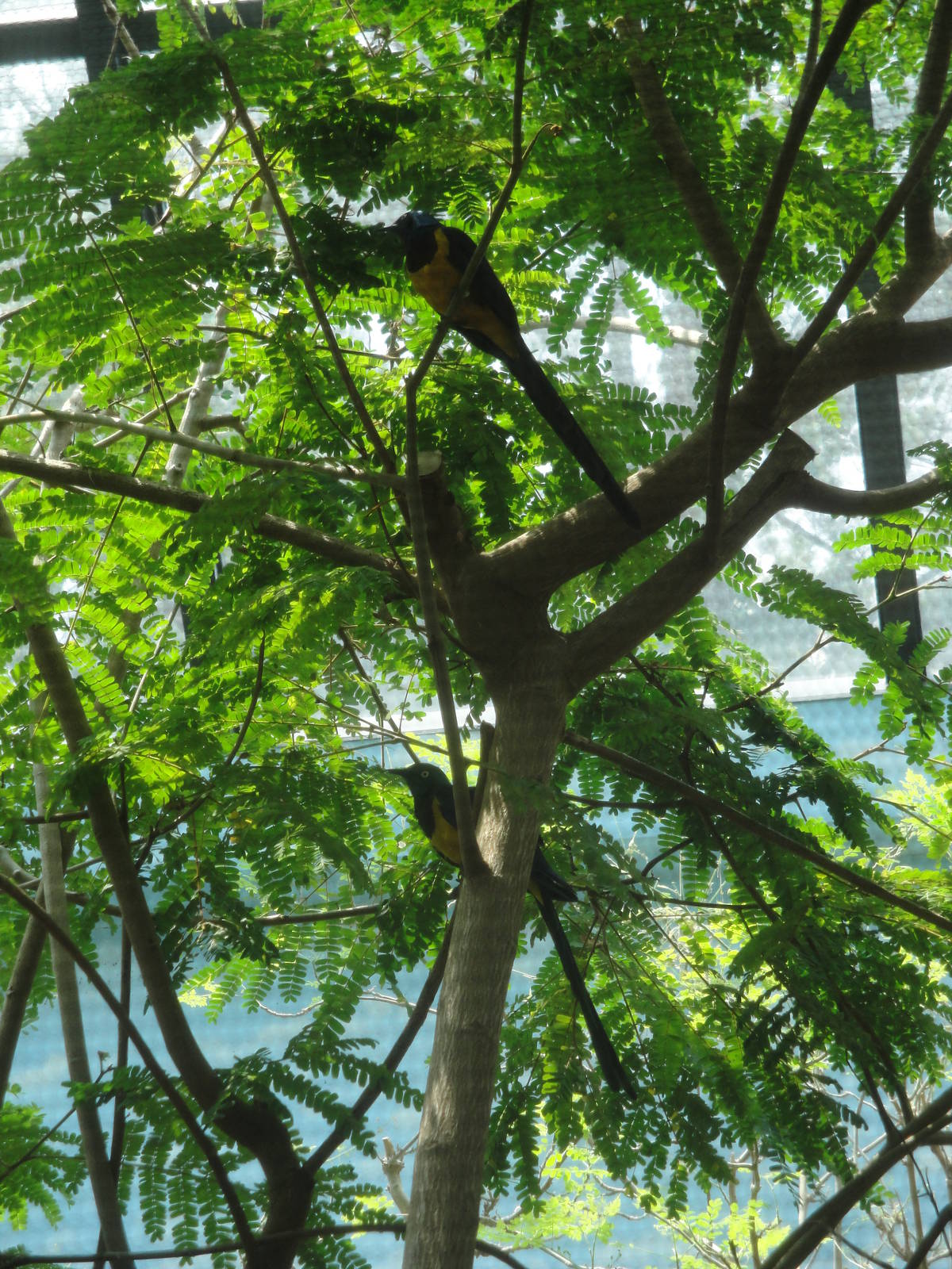 Golden-breasted Starlings