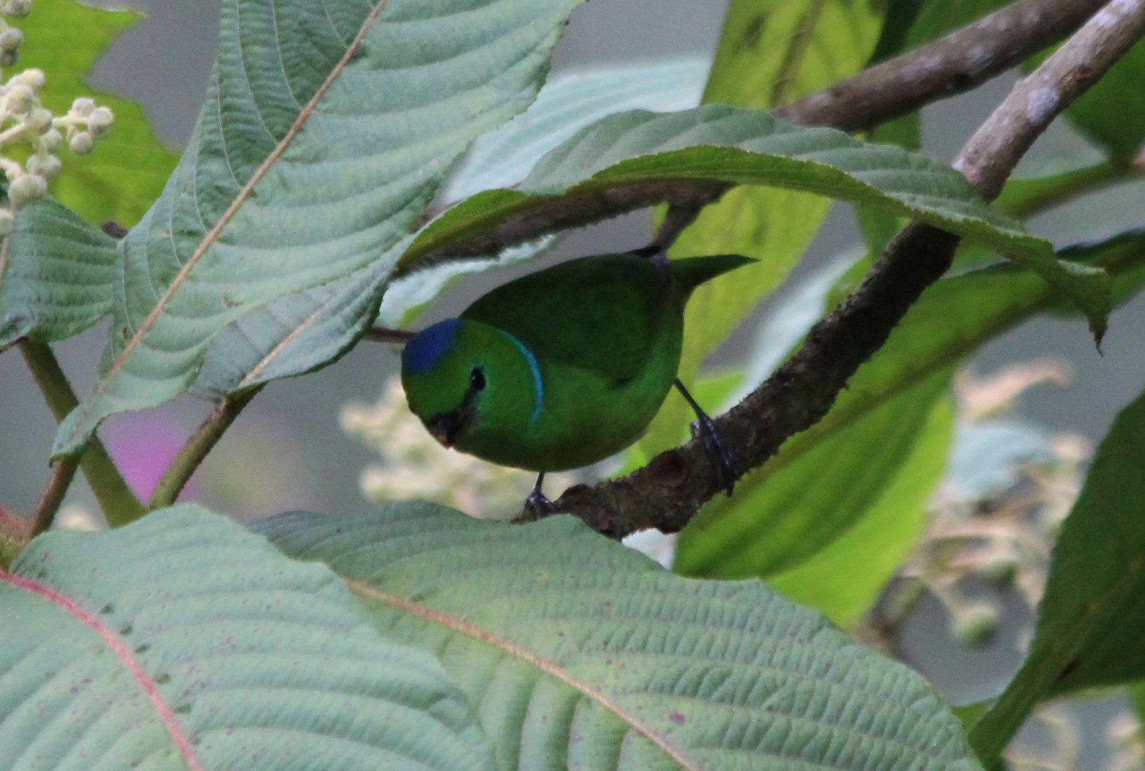 Golden-browed Chlorophonia - Mar 2019