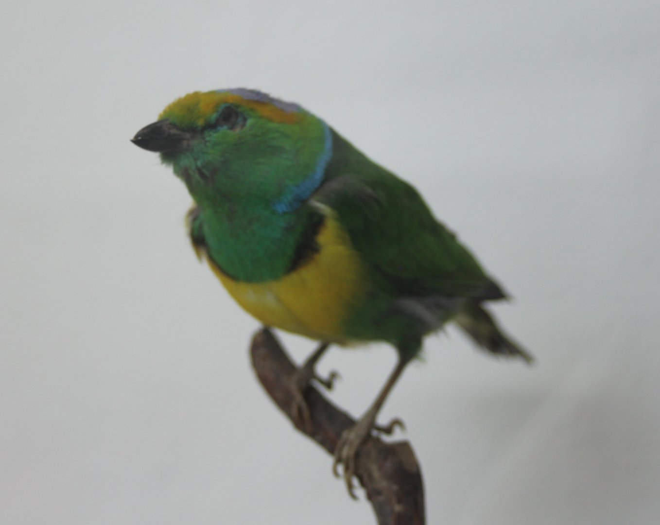 Golden-browed chlorophonia