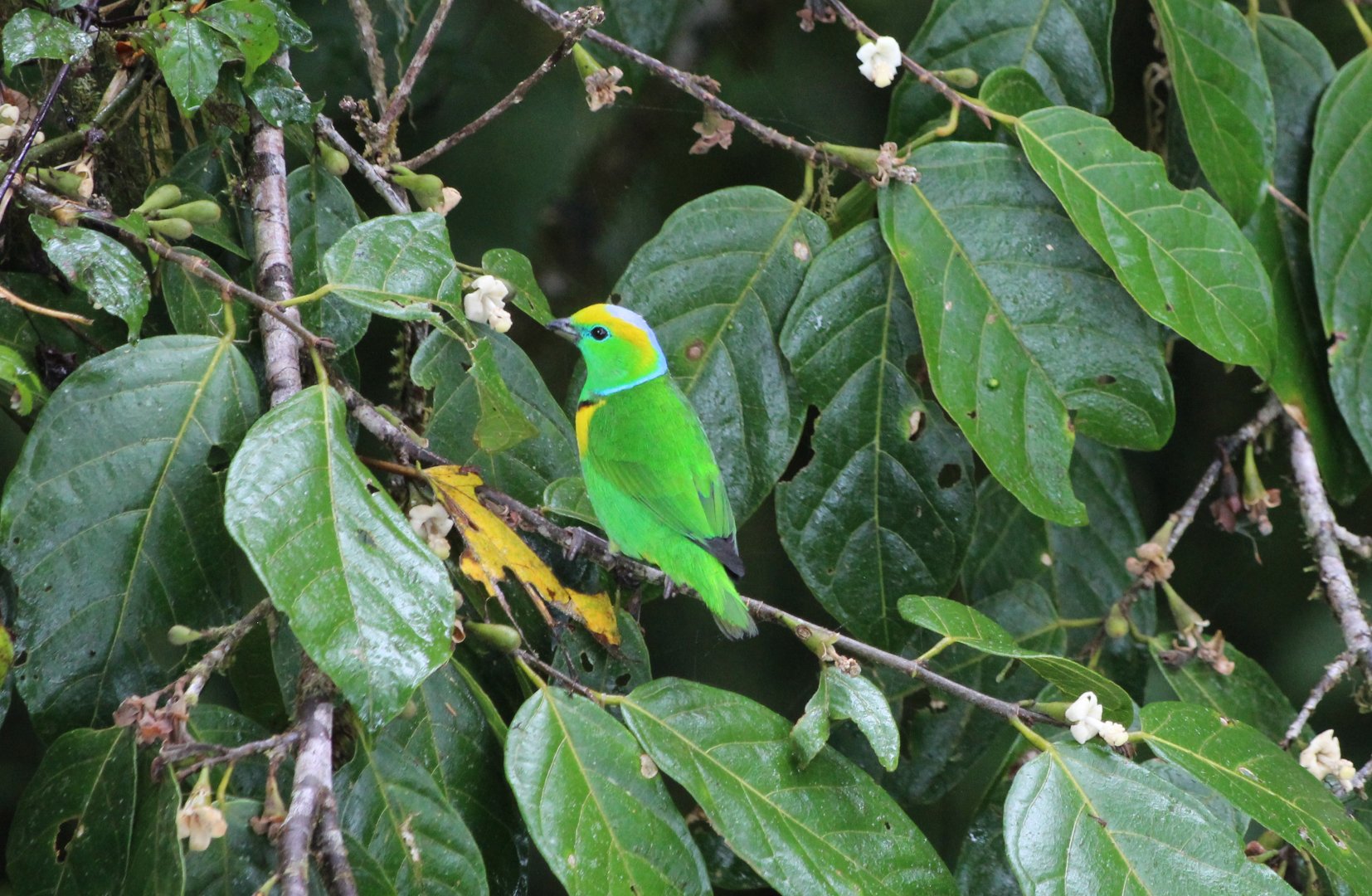 Golden-browed Chlorophonia