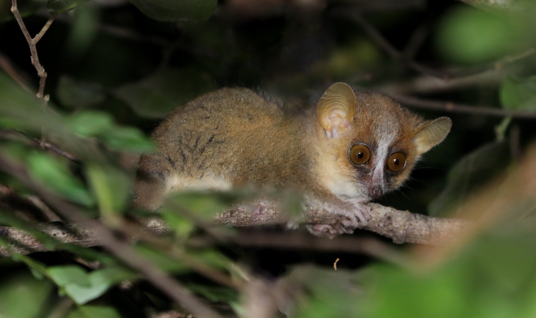 golden-brown mouse lemur (Microcebus ravelobensis)